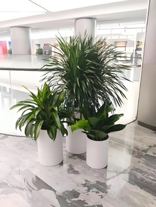 宁波余姚植物出租，满足您的绿植需求