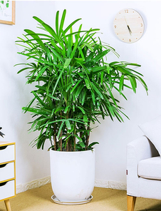 杭州湾盆景租赁公司 杭州湾盆景租赁公司